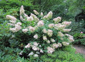 Hortensia Kyushu