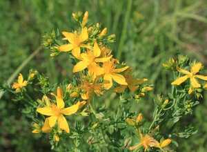 Hypericum Inodorum Magical - Millepertuis