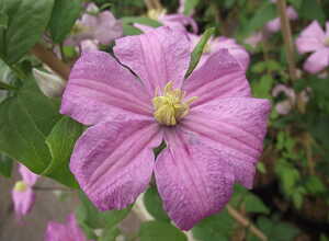 Clematis Comtesse de Bouchaud