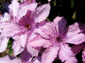 ClÃ©matite - Clematis Hagley Hybrid