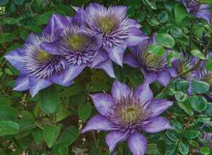 ClÃ©matite - Clematis Multi Blue