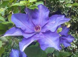 ClÃ©matite - Clematis The President