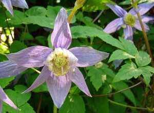 ClÃ©matite - Clematis Macropetala - Downy Clematis