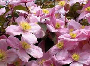 Clematis Montana Rubens