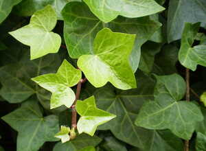 Hedera Helix - Lierre Grimpant