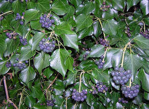 Hedera Hibernica