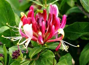 Lonicera Heckrottii Â«GoldflameÂ»