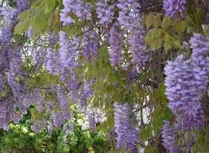 Wisteria Sinensis
