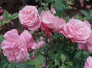 Rosa Pink Climber - Rosier Grimpant