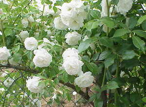 Rosa White Climber - Rosier Grimpant