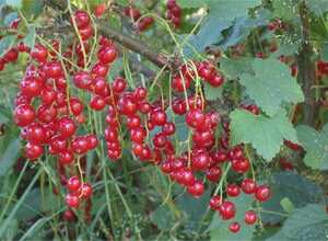 Ribes Rubrum Jonkheer van Tets - Groseillier Ã  Grappes