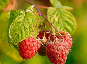 Rubus Idaeus Malling Promise - Framboisier