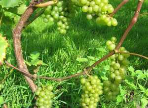 Raisin Bianca - Vitis Vinifera