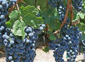 Raisin Boskoop Glory - Vitis Vinifera