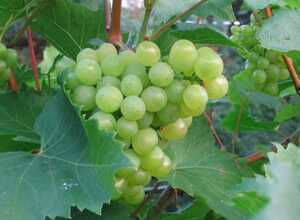Raisin Vroege van der Laan - Vitis Vinifera