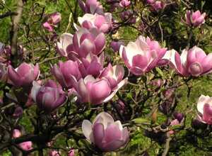Magnolia de Chine (Magnolia Soulangeana)