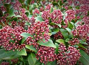 Skimmia Japonica Rubella Skimmia Japonica Rubella