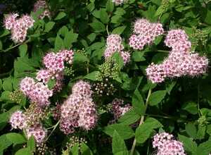 Spiraea Japonica Â« Little Princess Â»