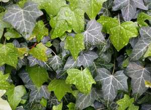 Lierre Hibernica (Hedera Hibernica)