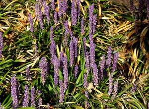 Liriope Â«MoneymakerÂ» (Liriope Muscari)