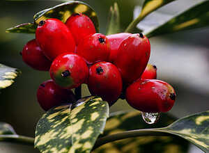 Aucuba Japonica Crotonifolia - Aucuba du Japon Aucuba Japonica Crotonifolia - Aucuba du Japon