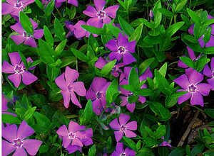 Petite Pervenche pourpre - Vinca minor Atropurpurea (Pack de Six)