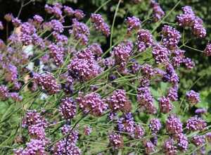 Verveine de Buenos Aires « Lollipop » (Verbena Bonariensis) Verveine de Buenos Aires « Lollipop » (Verbena Bonariensis)