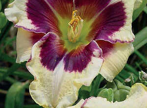 Hemerocallis Celebration of Angels