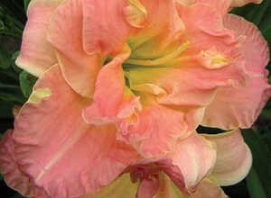 Hemerocallis Lacy Doily
