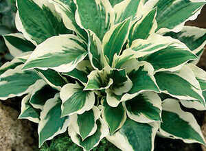 Hosta Patriot