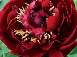 Pivoine Buckeye Belle