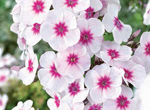 Phlox Swizzle Blue