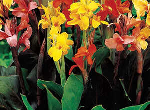 Cannas en mÃ©lange