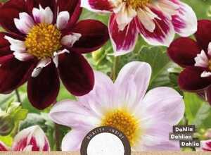 Dahlias Collarette Charlotte en mÃ©lange