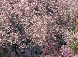 HeuchÃ¨re Palace Purple (Heuchera)