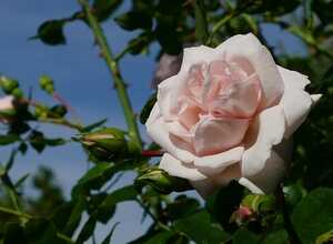 Rosier Grimpant New Dawn