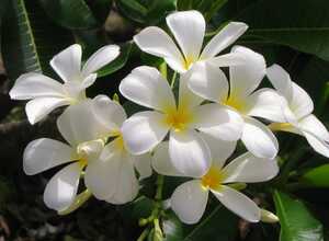 Jasmin ÃtoilÃ© (Trachelospermum Jasminoides)