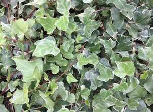 Lierre Glacier - Hedera Helix
