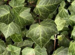 Lierre Woerner - Hedera Helix