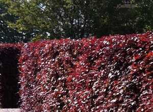 HÃªtre pourpre (Fagus Sylvatica) 'Atropunicea'