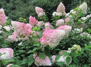 Hortensia Vanille FraiseÂ®