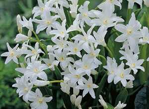 Chionodoxa Lucilea Alba