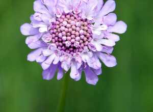Scabiosa caucasica Perfecta - Scabieuse