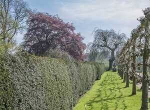 Thuja Occidentalis Brabant - Thuya