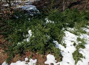 Ilex Crenata Convexa