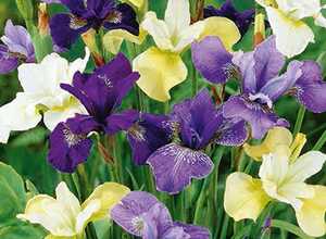 Mix Iris Sibirica