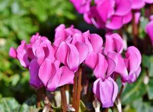 Cyclamen Hederifolium â" Cyclamen de Naples