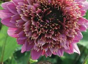 Dahlia Anemone Mambo