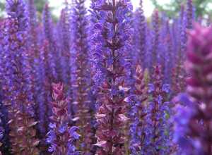 Sauge Ostfriesland - Salvia Nemorosa (Pack de Trois)
