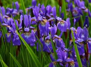 Iris d'Allemagne Alcazar - Iris Germanica (Pack de Six)